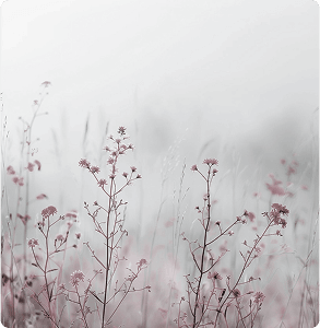 Photo of nature